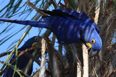 Flying Animal: Hyacinth Macaw