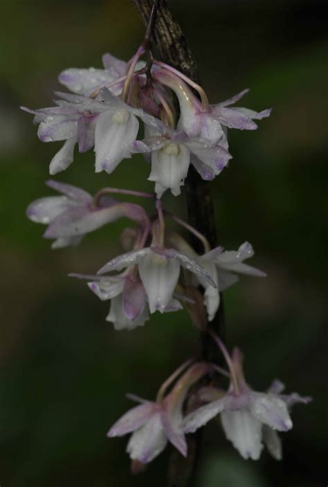 Dendrobium Aduncum Eflora Of India