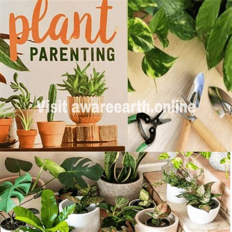 How To Do Plant Parenting Awareearth Reasons Tips