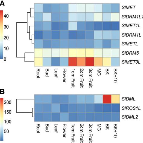 Chromosomal Localization Of Tomato C Mtase And Dna Demethylase Genes