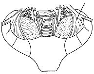 Suprapleural membrane - Anatomy, Functions, Problems and Pictures