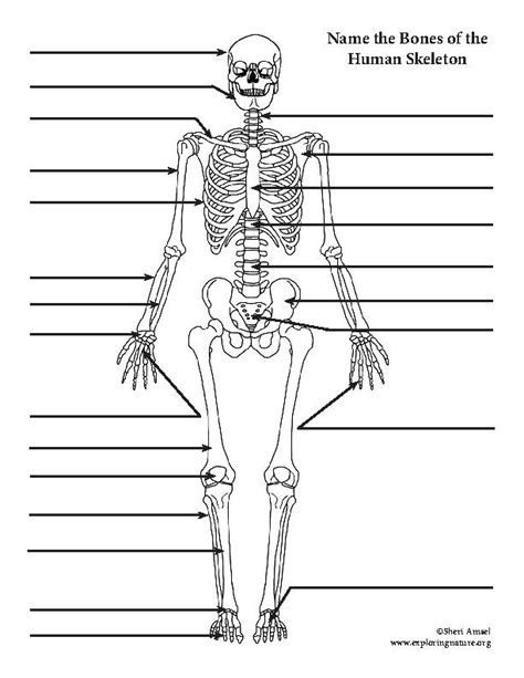 Skeletal System Diagram Printable