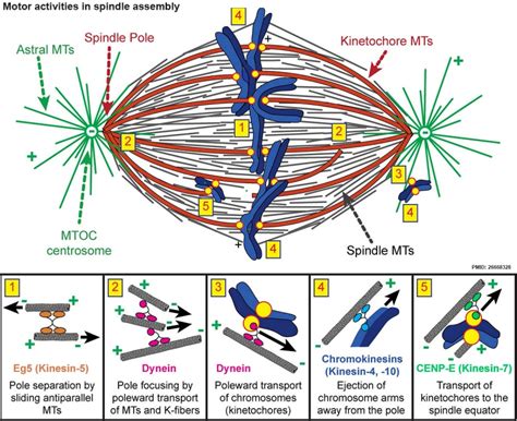 Spindle Fibers Mitosis