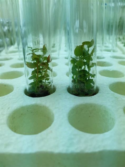 Biology Science For Plant Regeneration In Vitro Plant Growth Under