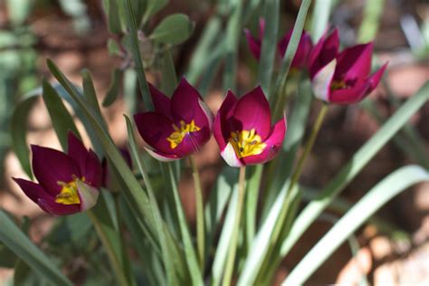 Immagini Belle Fiore Petalo Tulipano Croco Floristica Pianta