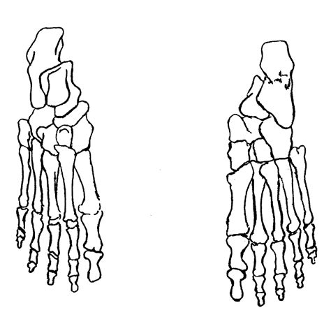 Foot Diagram | Quizlet