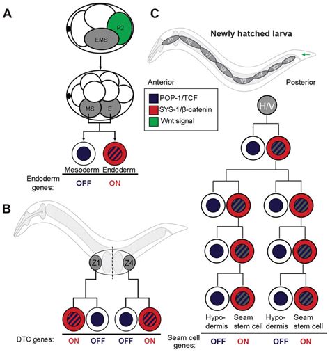 Asymmetric Cell Division In C Elegans A A Wnt Signal From P