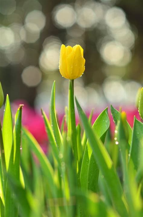 Gelbe Tulpe Stockbild Bild Von Bunt Saisonal Bauernhof 41494519