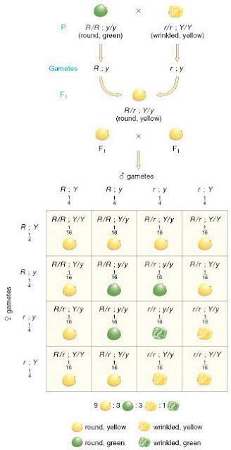 Matric Notes Class Th Ch Inheritance Long Questions Dihybrid Cross