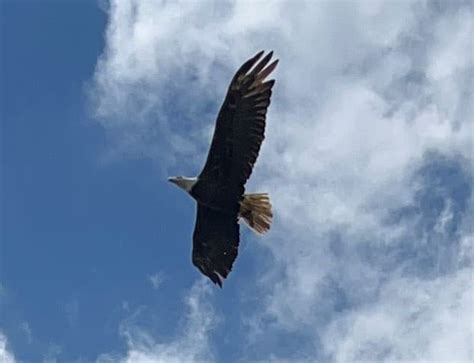 American Bald Eagle Day June 20 Holiday National Bird Of Us