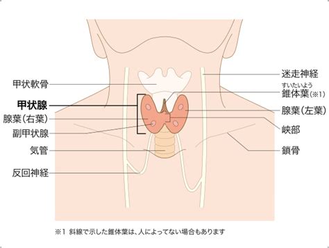 甲状腺がん 国立がん研究センター 東病院