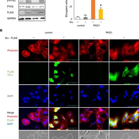 Src Overexpression Alters Cell Shape Of Plectin Knockout Melanoma