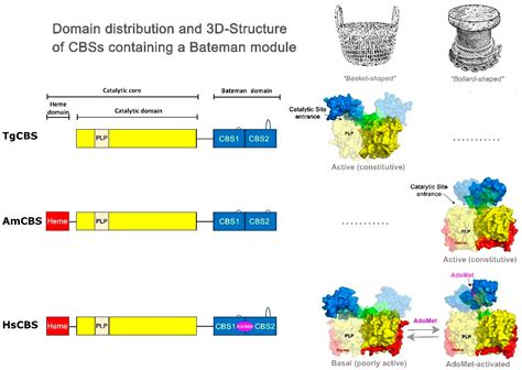 IJMS Free Full Text Insights Into Domain Organization And