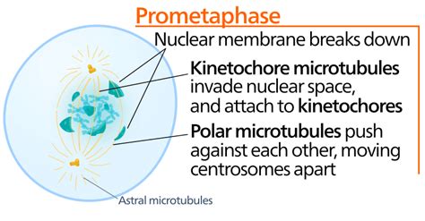 Mitosis Stages Prophase Metaphase Teachmephysiology