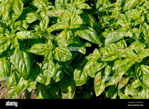 Basilic Grand Vert Genovese Stock Photo Alamy