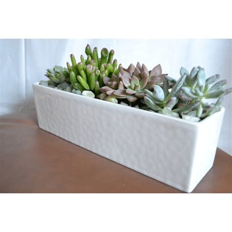 Modern Succulents - Billies House