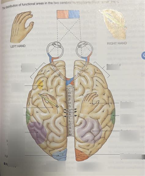 Physio Objective Qs Diagram Quizlet