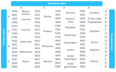 Lexpression De Linformation G N Tique Re Cours Svt Kartable