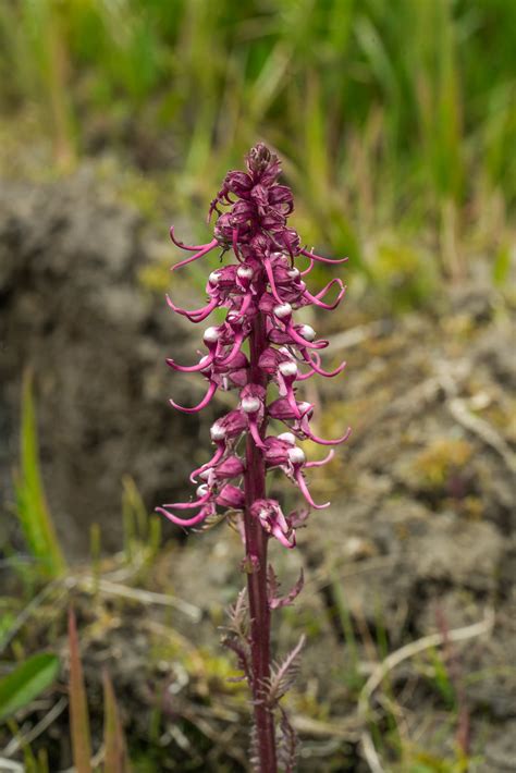 Pedicularis Groenlandica Elephant S Head Lousewort Flickr