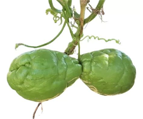 Papa Del Aire Chayote Sechium Vivero Cielo Verde Org Nico Cuotas Sin