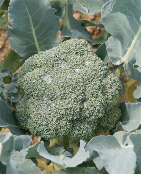 Plant De Brocoli Les Jardins Du Boisclair