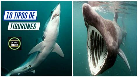 10 Tipos De TiburonesEspecies De Tiburones YouTube