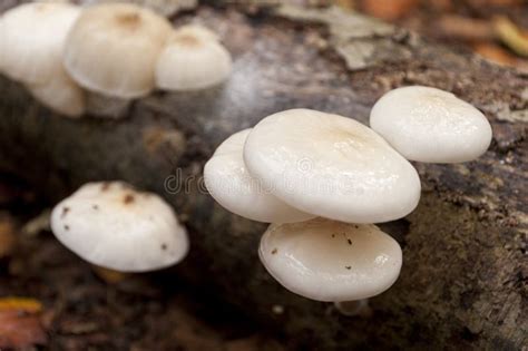 Oudemansiella Mucida Stock Image Image Of Mushroom Detail