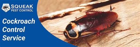 Cockroach Control Brisbane 0482077672 Same Day Pest Control Service