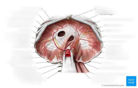 Exam 3 Diaphragm Diagram Quizlet