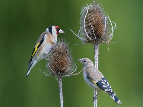 European Goldfinch Bird Facts (Carduelis carduelis) | Birdfact