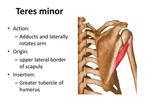 Upper Limb Muscles Ppt