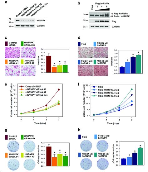 Hnrnpk Is Responsible For The Cancer Malignancy To Investigate The