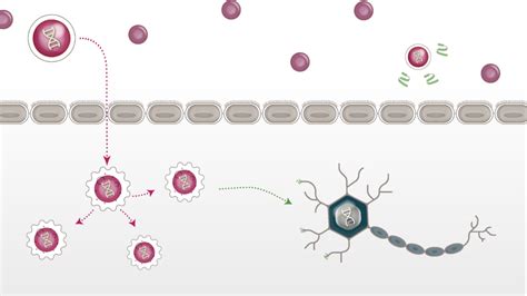 Crossing the blood-brain barrier to treat disease | STAT