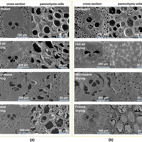 Sem Images Of Cell Morphology And Microstructure Of Alkali Treated