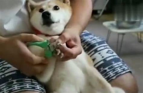 給柴犬剪指甲，還沒下刀就一臉痛苦 每日頭條