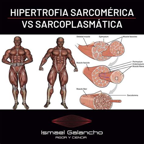 Hipertrofia Sarcom Rica Vs Sarcoplasm Tica Ismael Galancho