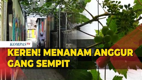 Ide Inspiratif Gang Sempit Disulap Jadi Lahan Tanam Pohon Anggur