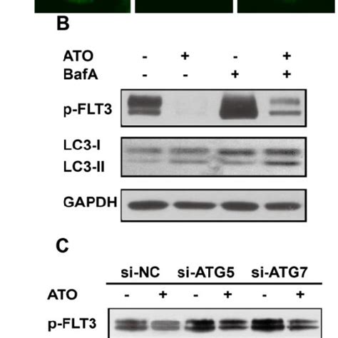 Degradation Of Flt3 Itd By Ato Was Reversed By Inhibition Of Autophagy