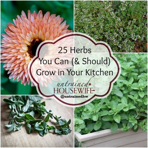 25 Herbs You Can And Should Grow In Your Kitchen Garden