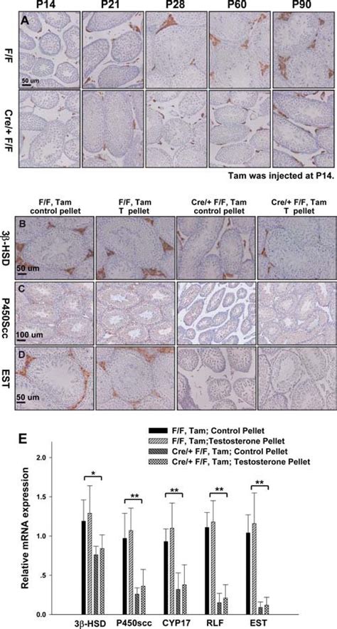 Indispensable Roles Of Coup Tfii In Progenitor Leydig Cell