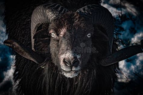 191478 Goat Stock Photos Free And Royalty Free Stock Photos From