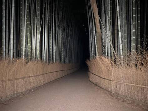 Caza de fantasmas en el bosque de bambú Noche de Kioto Arashiyama