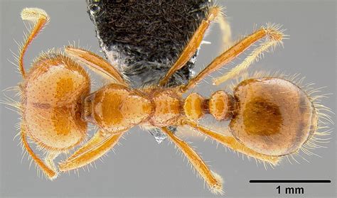 Solenopsis Geminata Piakey Factsheet