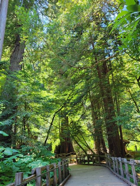 Pin By Helen Lee On Vacaciones Tree Plants Tree Trunk