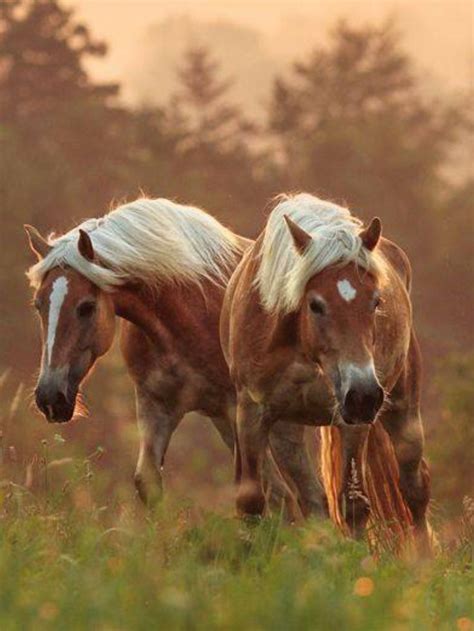 Haflinger Horses Wunderschöne Pferde Haflinger Horses Pferde