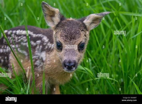 Close Up Of Roe Deer Capreolus Capreolus One Day Old Fawn Hidden In Tall Grass Of Meadow Stock