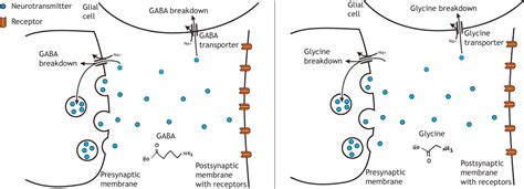 Neurotransmitters Are Removed From a Synapse by Degradation and Reuptake.