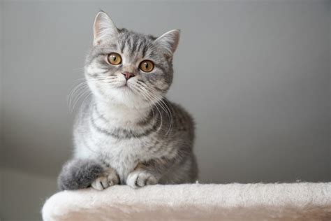 Tabby British Shorthair Cat: Info, Pictures, Origin & History - Catster