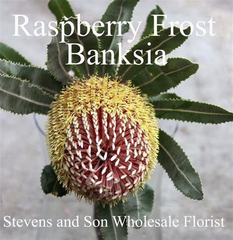 Protea Stevens And Son Wholesale Florist