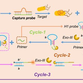 Detection Mechanism Of The Proposed Approach The Released Primer Binds